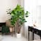 6ft. Artificial Audrey Ficus Leaf Tree in White Decorative Planter